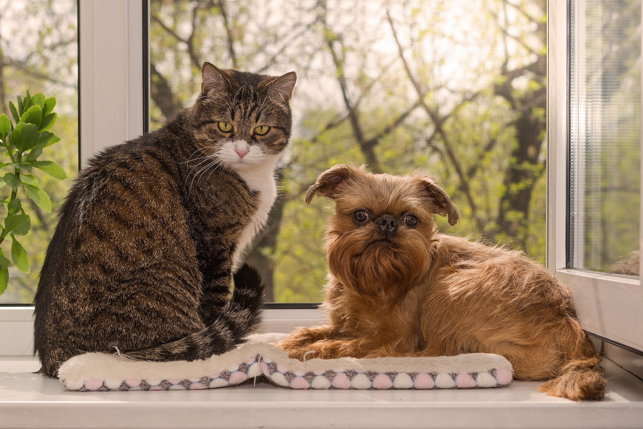 My Pet System Blog